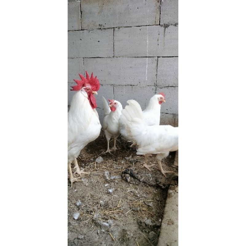 

Telur Ayam White Leghorn (Asli ORI)