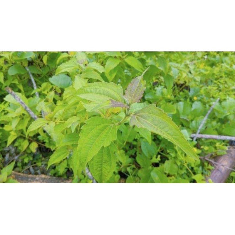 

DAUN BLACK ACIDA DAUN KIRINYUH DAUN KOPASANDA BERAT 1 KG DAUN & BATANG