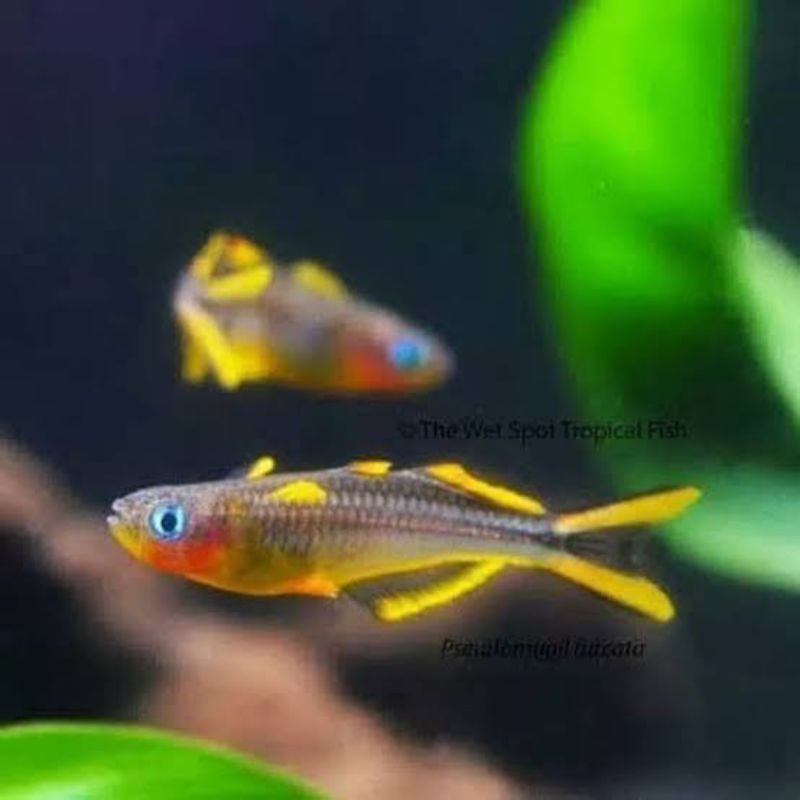 Pseudomugil furcata kecil