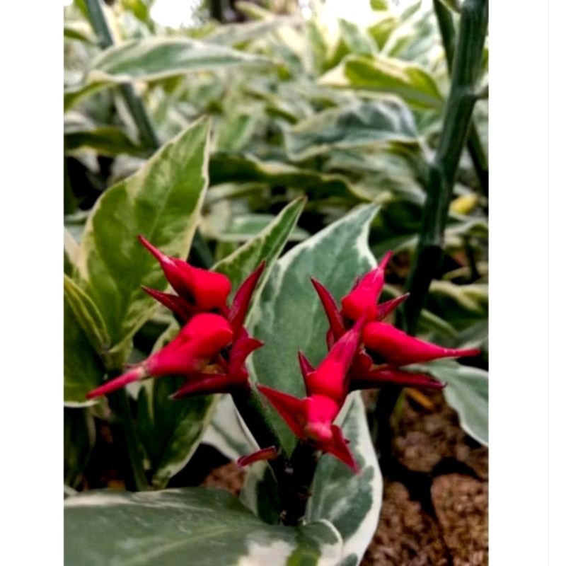 Tanaman Cucak rowo Varigata Bunga merah