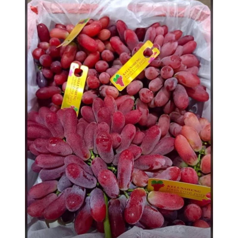 

BACA DESKRIPSI - ANGGUR LONG CRIMPSON - marketkitabali