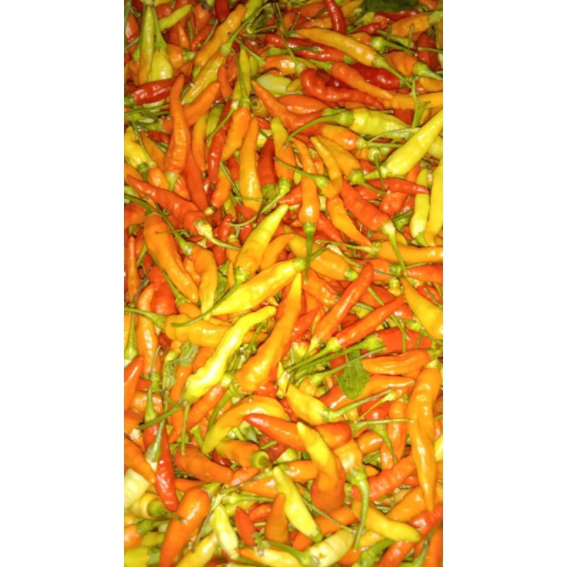 

Cabai kecil Fress 1kg