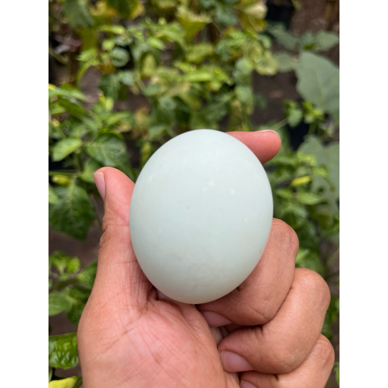 

Telur Asin Organik Masir