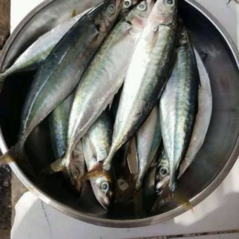 

ikan layang segar ( ikan sarden ) 500 GR