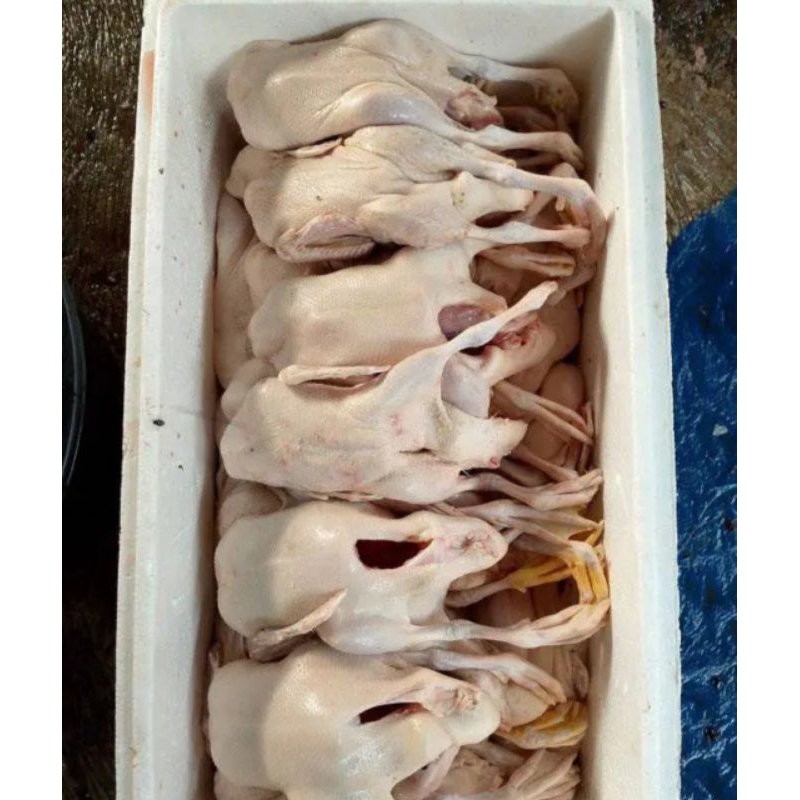 

Bebek karkas