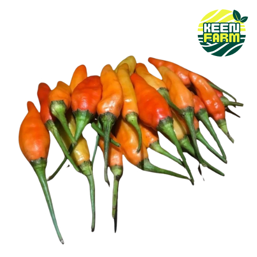 

Cabe Rawit Ori Super Fresh Ori Pedas Berkualitas