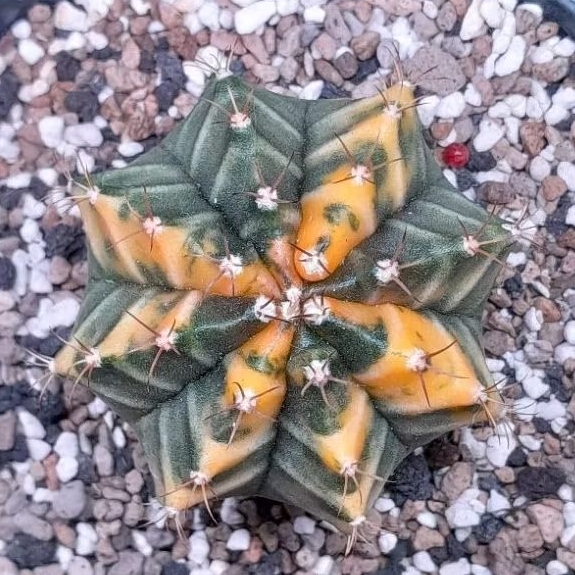 Kaktus hybrid gymno/miha varigata 2