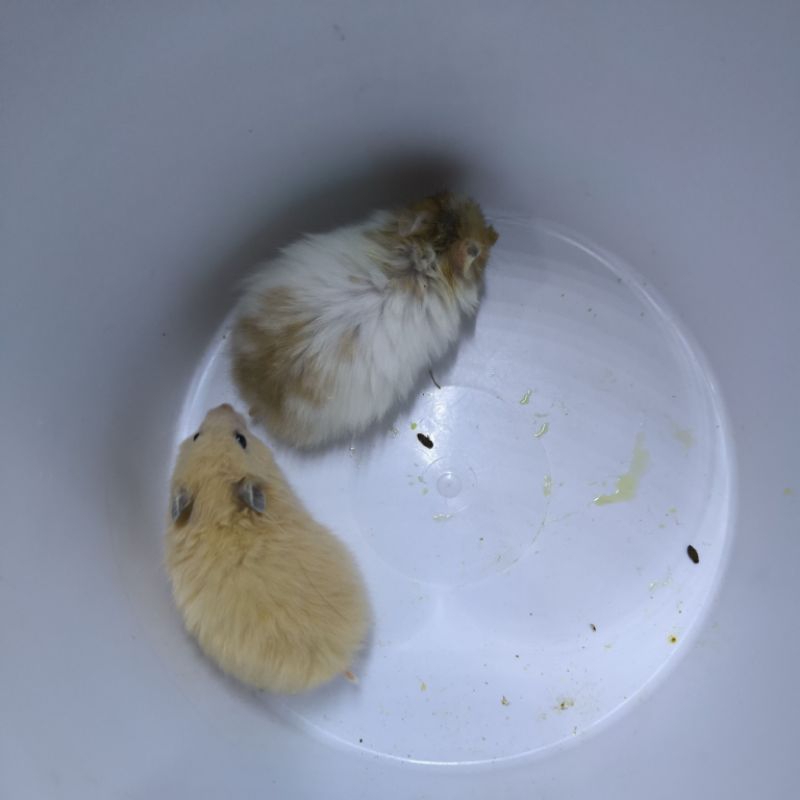 box packing + sepasang hamster syrian
