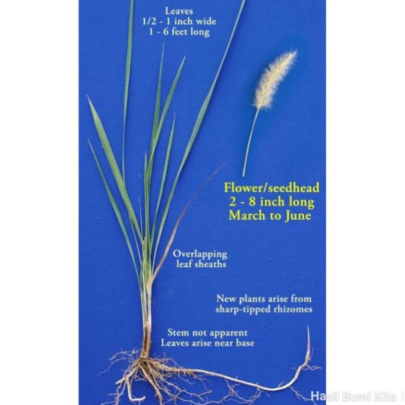 Akar Alang Herbal 500gr Alang-alang ilalang Akar lalang Imperata cylindrica