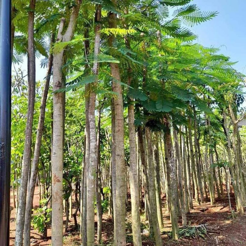 Pohon flamboyan tanaman flamboyan