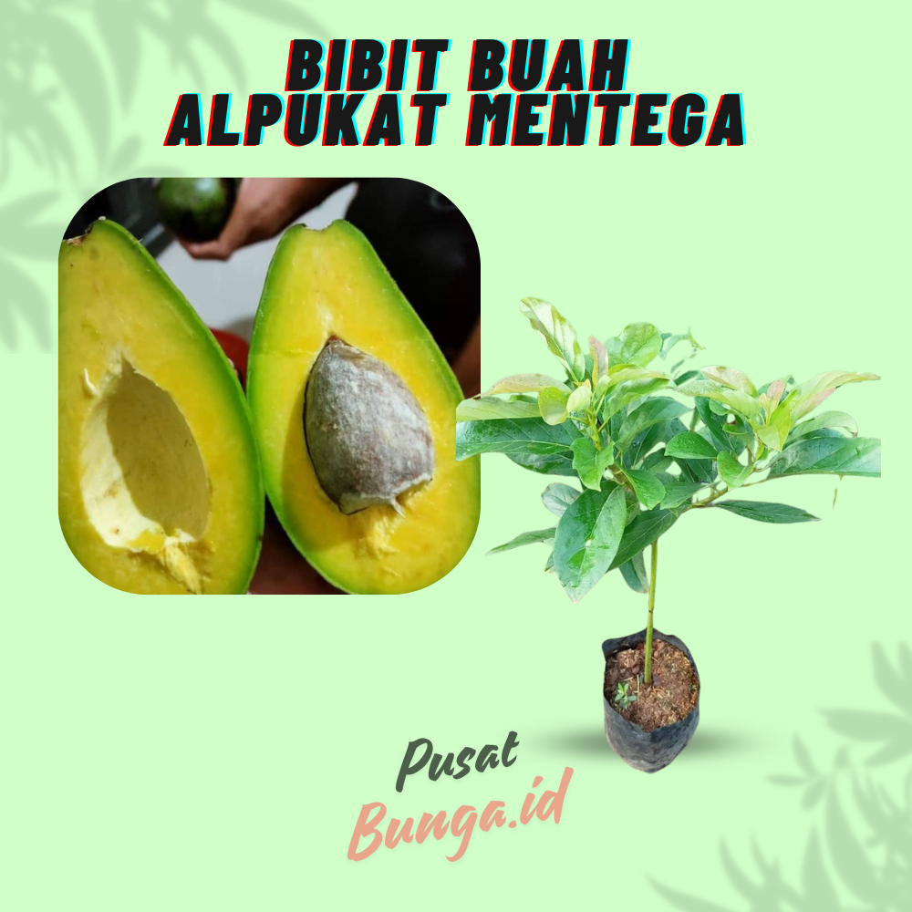 Bibit Alpukat mentega super jumbo Alpukat Mentega Okulasi