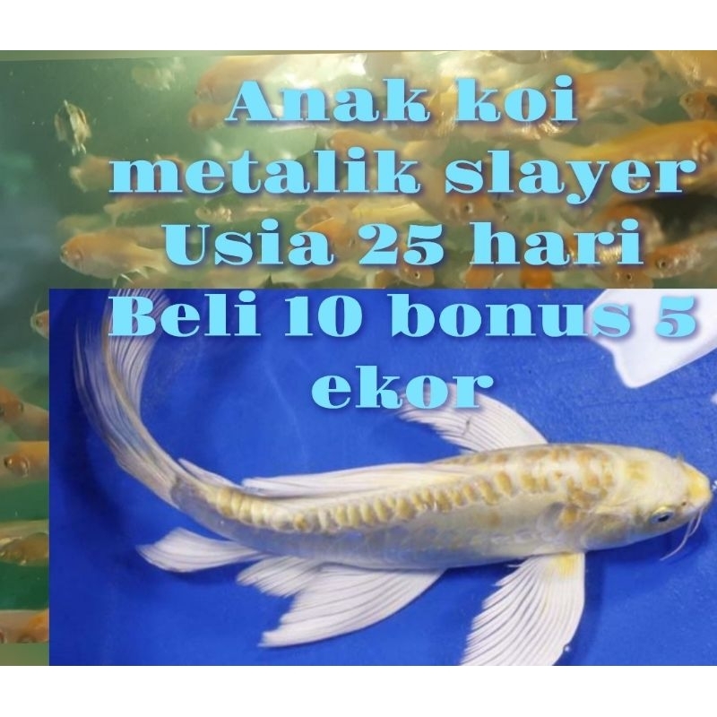 

Bingkai White Metall1kw