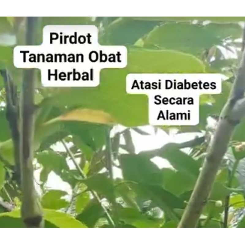 Daun Pirdot Segar 150gr Harga Rp 45.000/Bungkus,Untuk Mengatasi Diabetes,Hipertensi, Melancarkan BAB