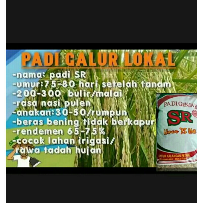 Benih Bibit padi lokal sr Genjah 75hst kemasan 1kg