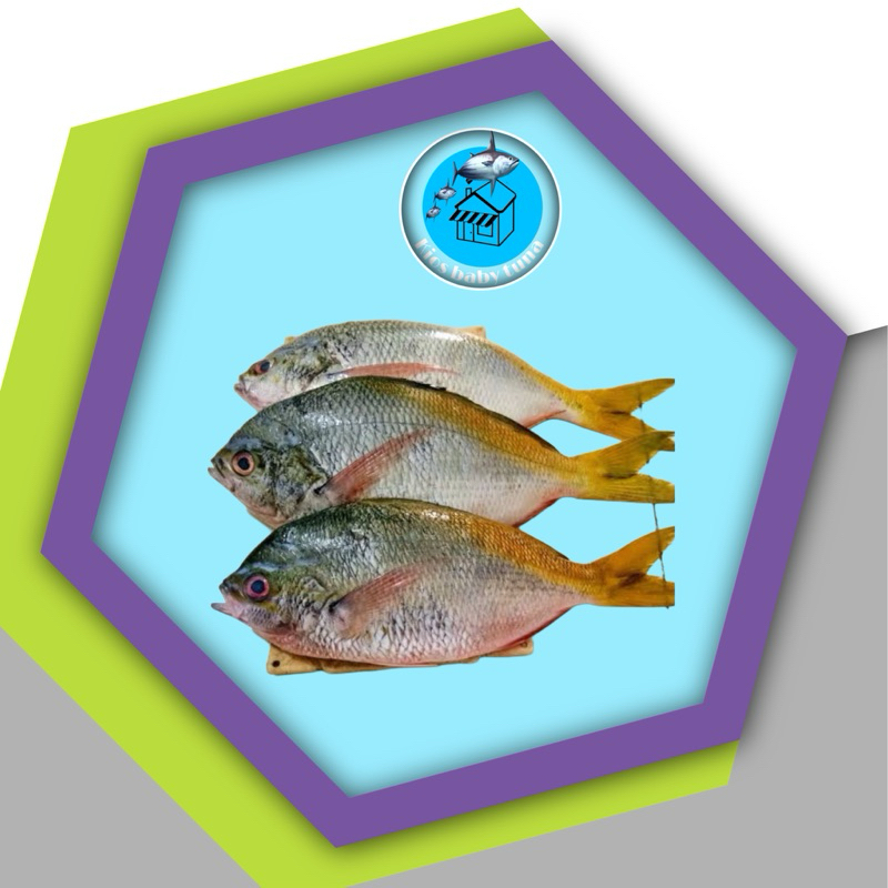 

IKAN EKOR KUNING FRESS BEKU