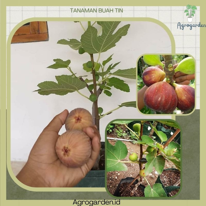 Bibit Buah TiN KONDISI siap BERBUAH - BIBIT BUAH TIN ARA BUAH MERAH - BIBIT BUAH TIN - BUAH TIN SIAP