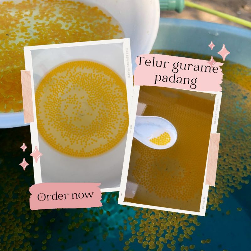 PAKET HEMAT telur gurame padang super isi 1000