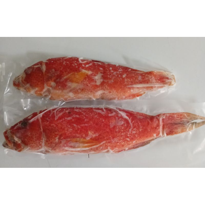 

Ikan Kerapu Lodi