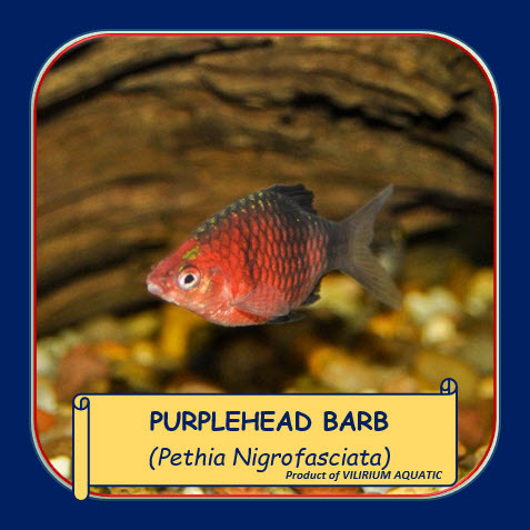IKAN HIAS AIR TAWAR - BLACK RUBY BARB / PURPLEHEAD BARB / IKAN NEGRO BARB