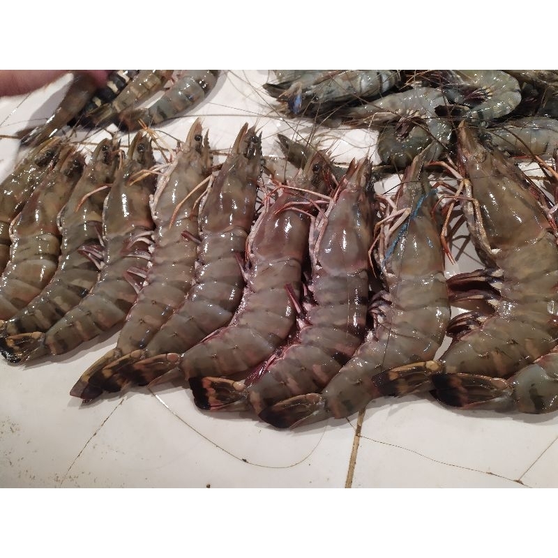 

Udang Windu Size Jumbo 500gr Isi 6-8 Ekor