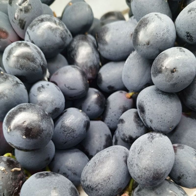 

Buah Anggr Hitam Autum manis Segar enak