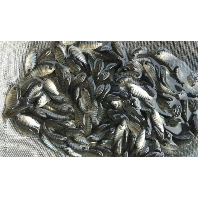 ikan nila merah dan nila hitam nirwana ukuran jempol