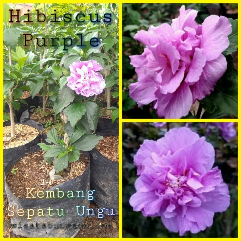 kembang sepatu bunga ungu tumpuk jumbo dewasa ukuran 2-3jengkal