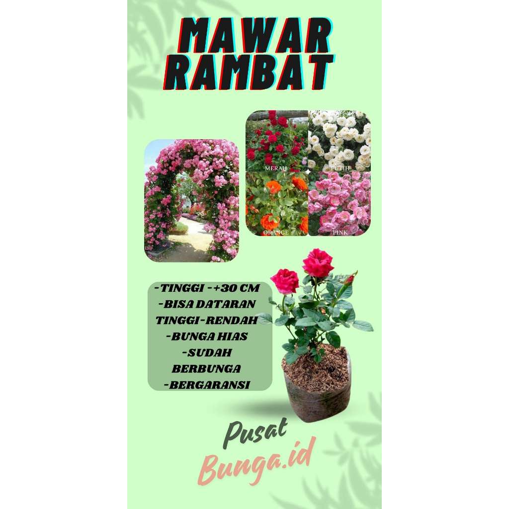 tanaman mawar baby rose mawar mini babyrose Tanaman hias hidup Mawar babyrose