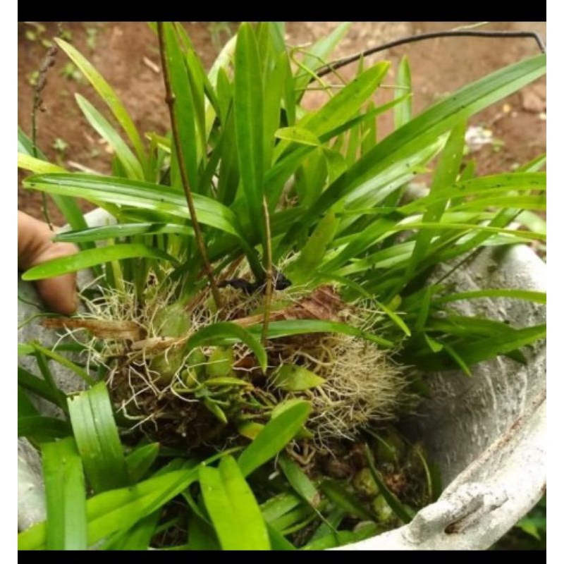 Ready Anggrek Hutan Mini/Anggrek Hutan Langka