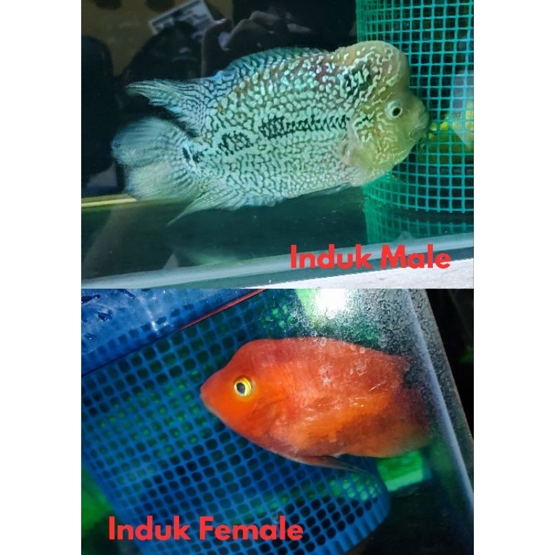 Burayak louhan Kamfa mata putih x kkp (beli 5 gratis 1)