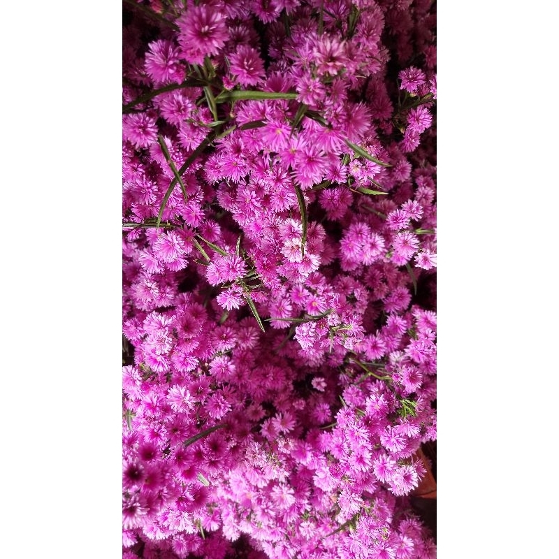 Bunga Potong Pikok Pickok putih-ungu-biru-pink