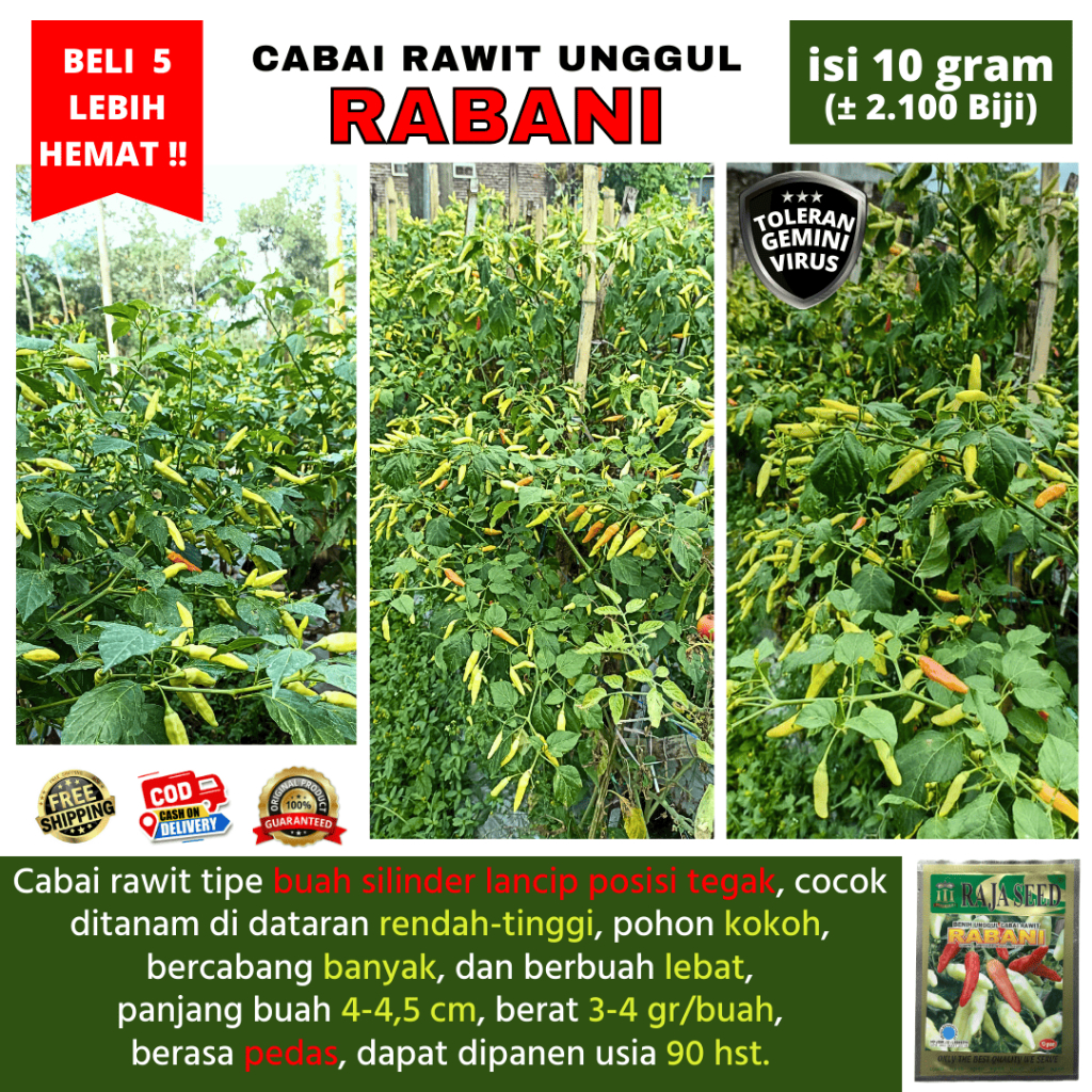 (COD) Benih Bibit Cabe Rawit RABANI Tahan Patek dan Toleran Virus 10 gram (± 2100 biji) | Bibit Cabe