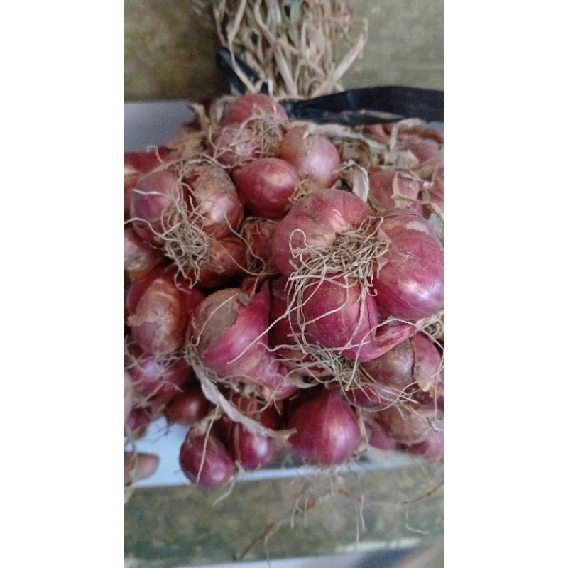 

bawang merah murah berdaun atau bertangkai