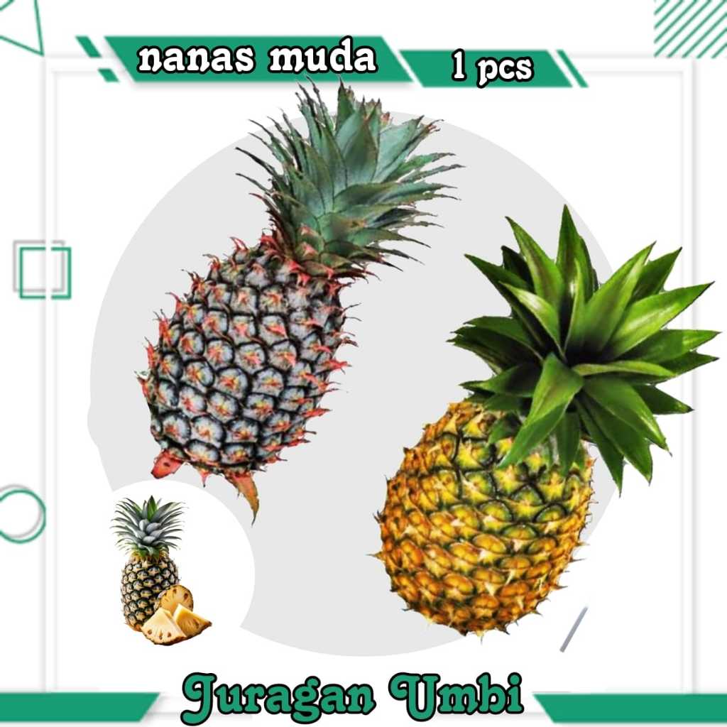 

Buah nanas muda Segar 1 pcs