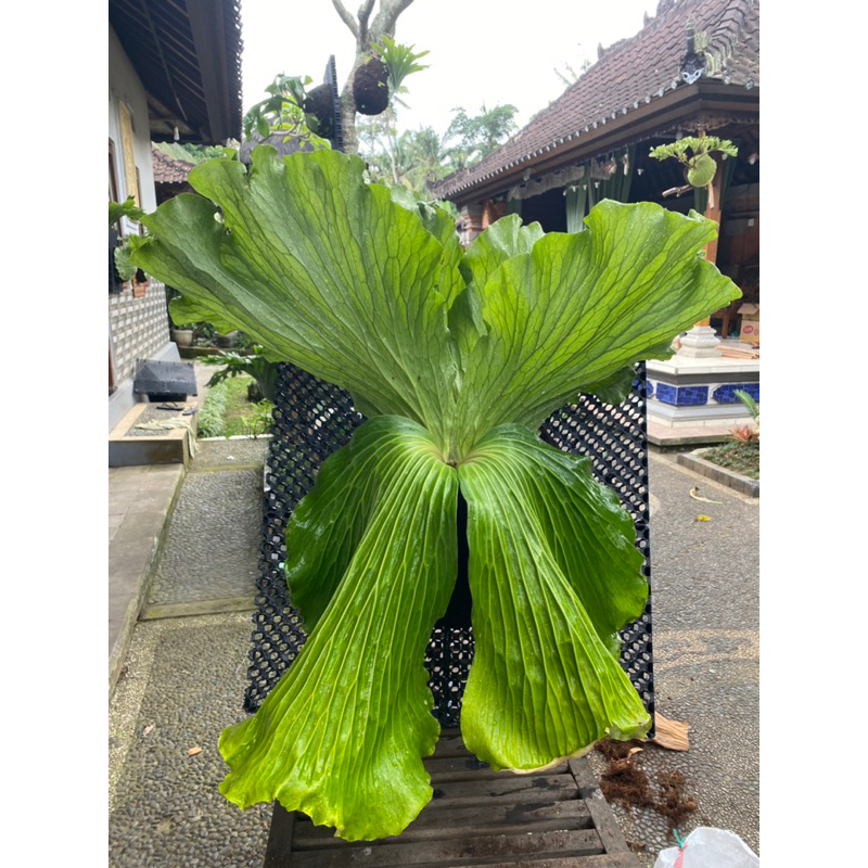 PLATYCERIUM ELEPHANTOTIS HIJAU ANAKAN