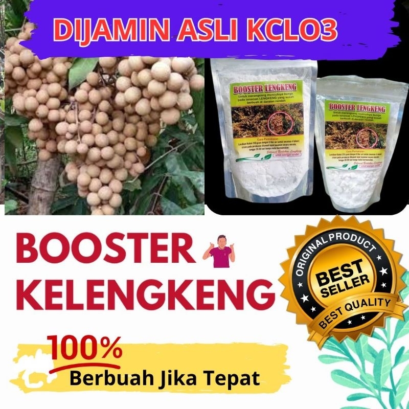 

Bibit Kelapa Merah Pendek