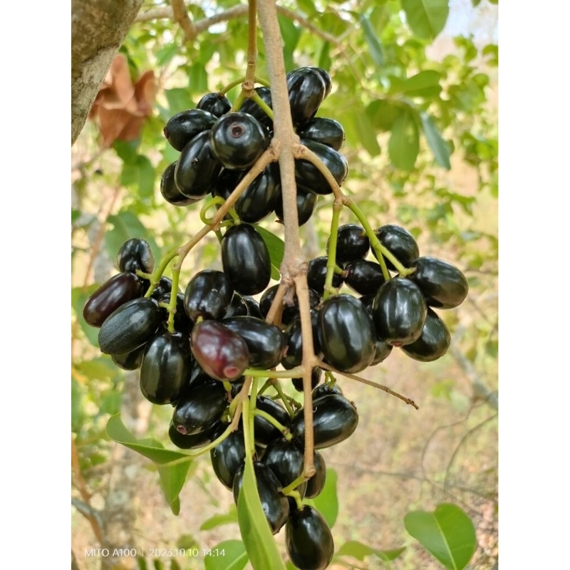 

Buah jamblang duet juat