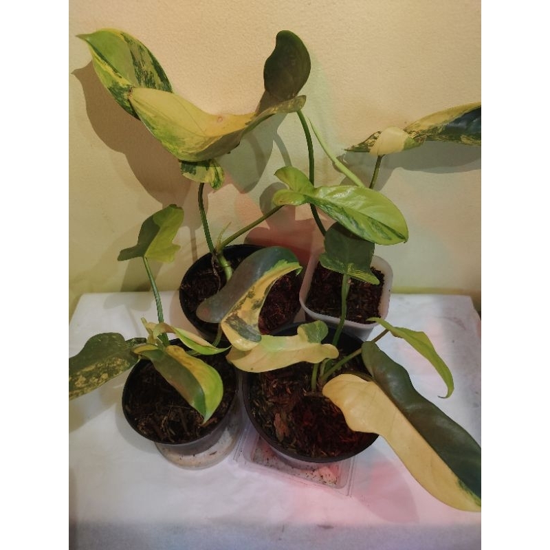 philodendron Violin varigata