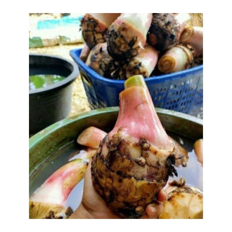 bibit bonggol pisang cavendish siap tanam