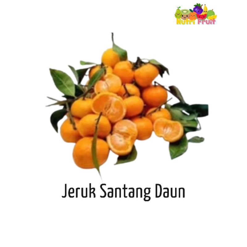 

NUTRI FRUIT - JERUK SANTANG DAUN FRESH BANDUNG