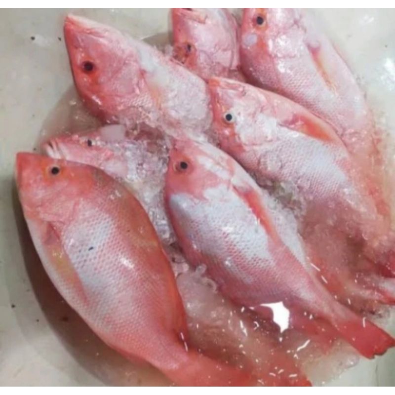 

ikan kakap merah fresh
