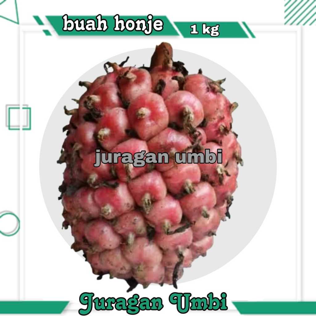 

Buah honje | buah kecombrang 1 kg