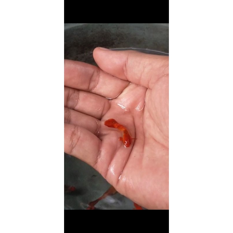 Ikan Hias Guppy Red Koi