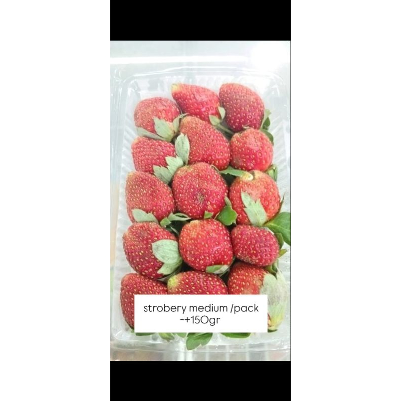 

Strobery Segar Medium -+150gr