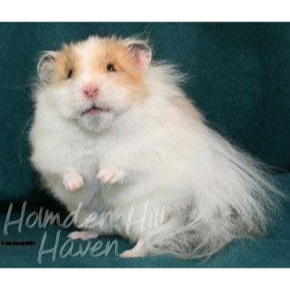HAMSTER SYRIAN LONG HAIR BULU PANJANG JINAK