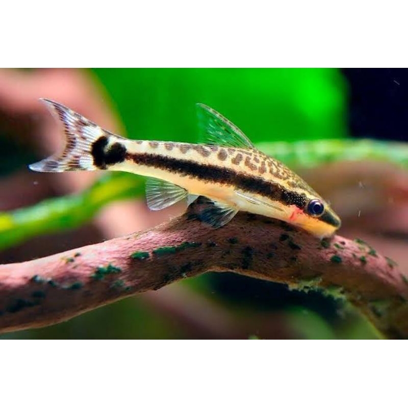 Ottocinclus affinis ikan pembersih algae terbaik