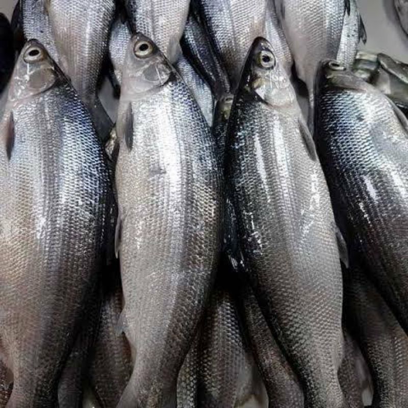 

Ikan Bandeng Segar