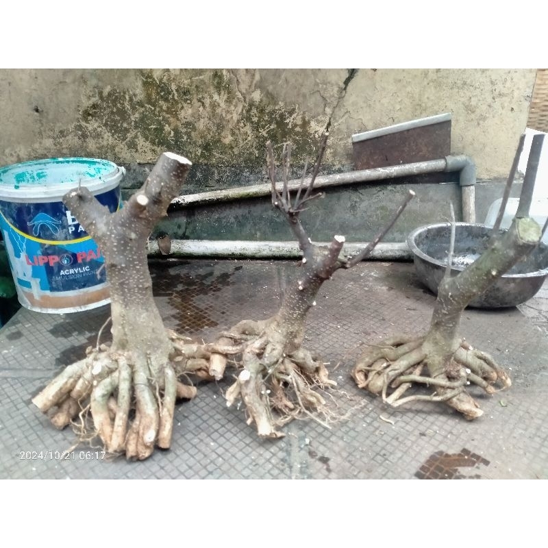 bahan bonsai anting putri prokar prospek