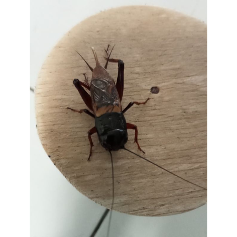 jangkrik aduan besar