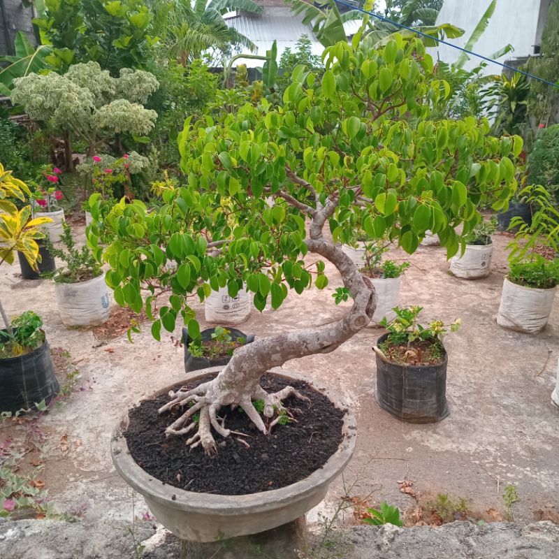 Bonsai Beringin Benjamina tua puluhan tahun